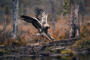 Konsta Punkka assets to Create Your Light Wildlife photography Nikon 7II article. 