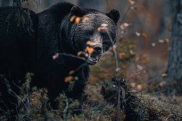 Konsta Punkka assets to Create Your Light Wildlife photography Nikon 7II article.