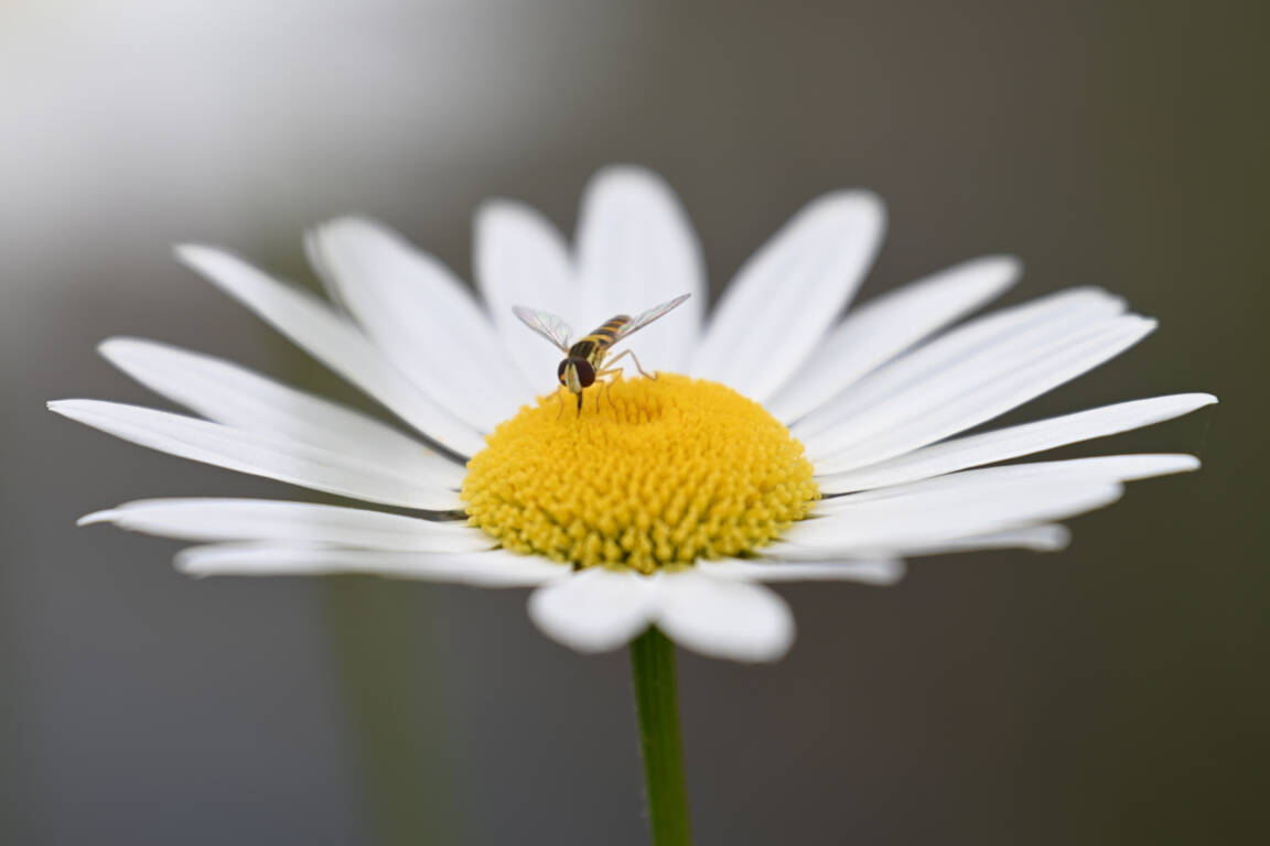 Nikon Nikkor Z 70-180mm f/2.8