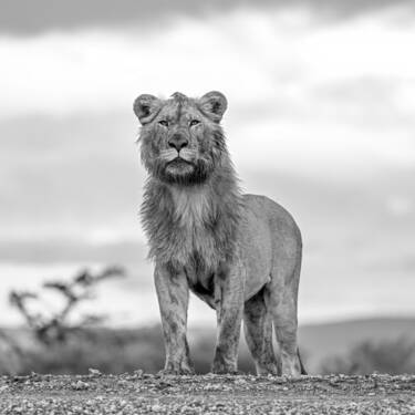 Wildlife photographs by Lara Jackson for Nikon magazine's two articles interviewing Lara. For magazine only.