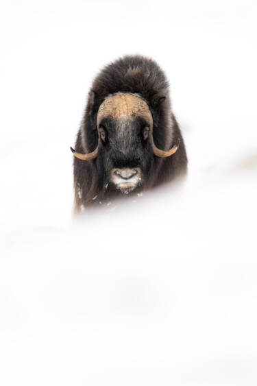 Wildlife photographs by Lara Jackson for Nikon magazine's two articles interviewing Lara. For magazine only.