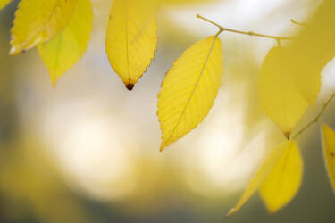 Ross Hoddinott | Nikon magazine